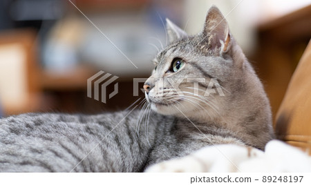The staring cat, the Sabatra cat The staring cat, the Sabatra cat 89248197
