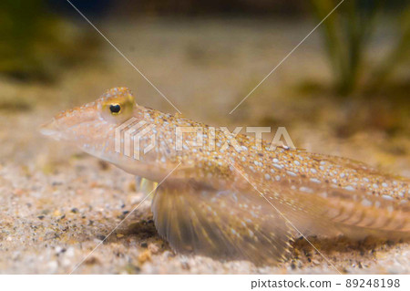 Dragonet, a fish that lives in the eastern North Atlantic Ocean Dragonet, a fish that lives in the eastern North Atlantic Ocean 89248198
