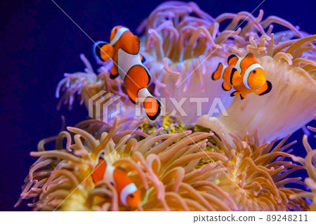Coral reefs and orange clownfish 89248211