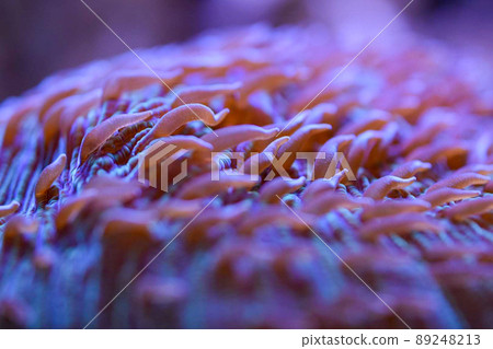 Close-up of coral reef sea anemones Close-up of coral reef sea anemones 89248213