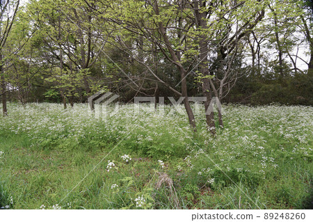 牛香菜 White Flower Jutan 牛香菜 White Flower Jutan 89248260