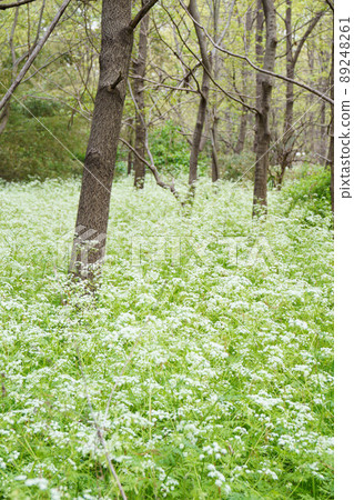 牛香菜 White Flower Jutan 牛香菜 White Flower Jutan 89248261