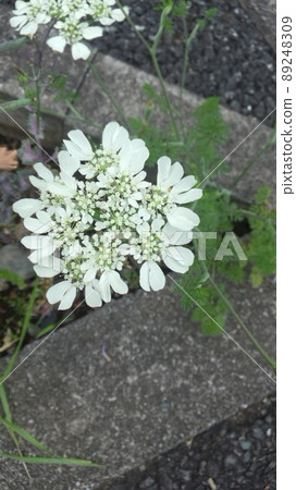 Cute white flowers during a walk 89248309