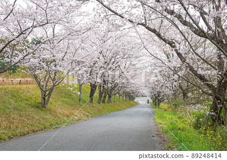 Sakura in Hinokuma Park (Kanzaki City) Sakura in Hinokuma Park (Kanzaki City) 89248414