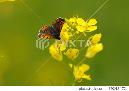 油菜花和chijimi蝴蝶 89248472