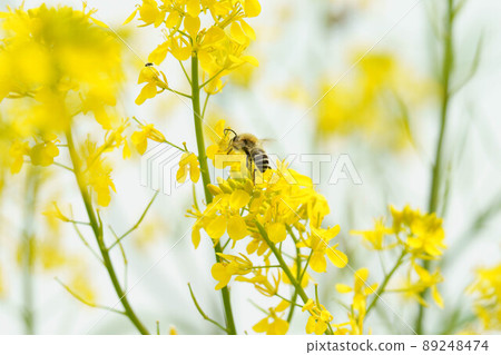 Rape flowers and bumblebee 89248474