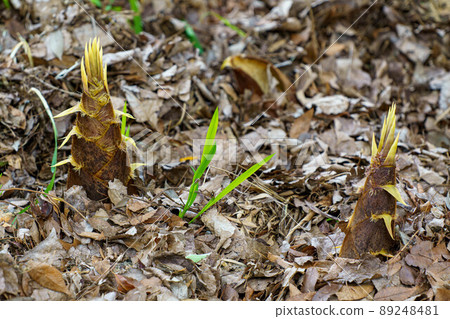 Bamboo shoots, seasonal ingredients that have begun to sprout 89248481