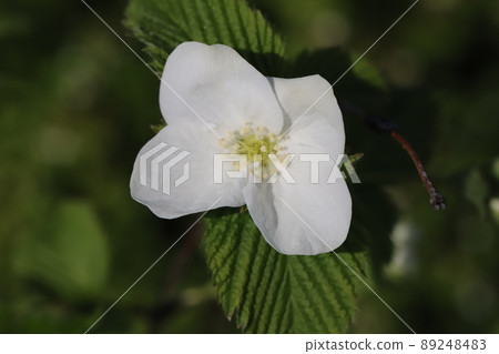 春天在日本公園盛開的 Jetbead 花 春天在日本公園盛開的 Jetbead 花 89248483