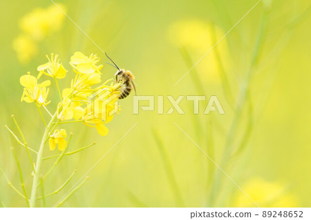 強姦鮮花和大黃蜂 89248652