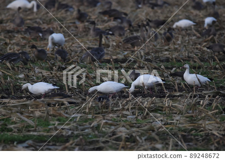 Snow goose looking for food on the ground 89248672