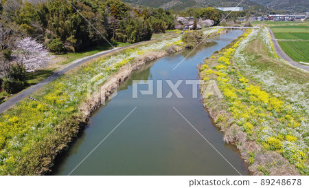 白原川和河床盛開的油菜花 89248678