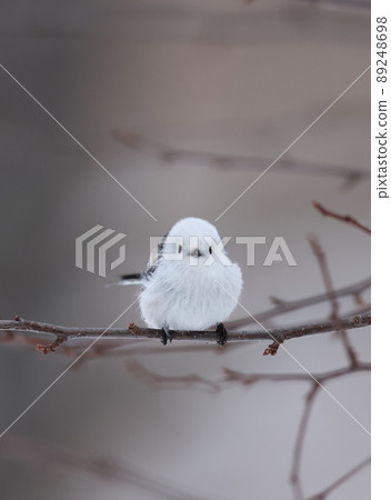 Long-tailed tit on the front face 89248698