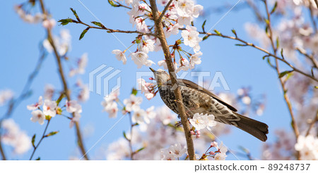 櫻花和野鳥 89248737