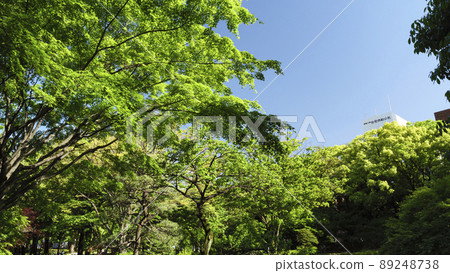 橫濱公園的春天 橫濱公園的春天 89248738