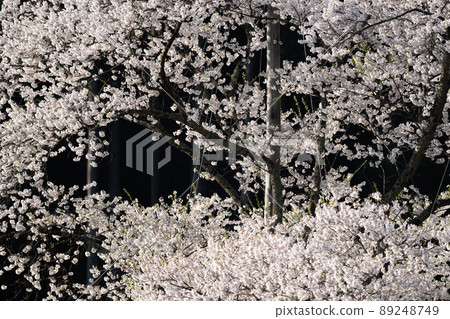 岐阜縣 Neodani Usuzumi Sakura 89248749