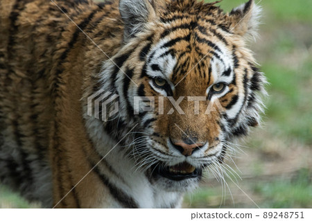 Cool tiger Cool tiger 89248751