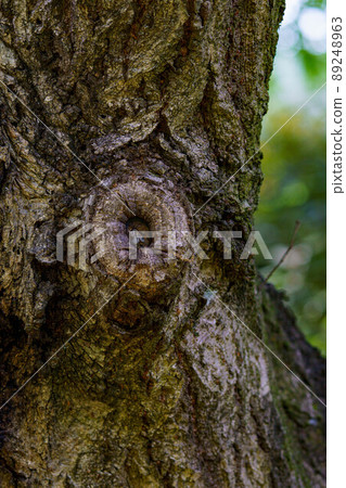 The turning point of a tree with various faces The turning point of a tree with various faces 89248963