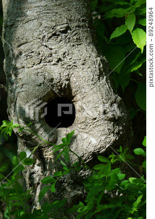 The turning point of a tree with various faces The turning point of a tree with various faces 89248964