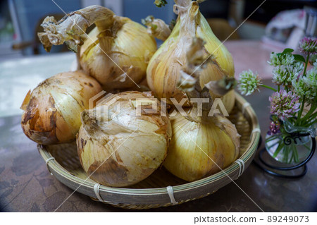 New onions harvested in the vegetable garden New onions harvested in the vegetable garden 89249073