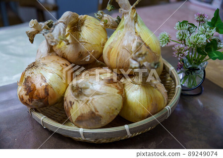 New onions harvested in the vegetable garden 89249074