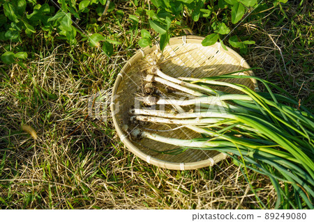 Nobile, a spring ingredient found during a walk in Noyama 89249080