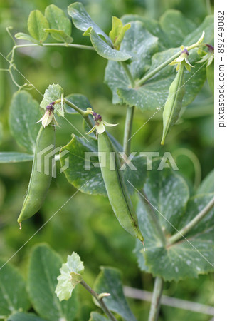 Ripe pea pods on a vine 89249082