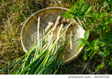 Nobile，在野山散步時發現的春天成分 89249106