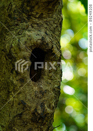 Tree milestones with various faces Tree milestones with various faces 89249108