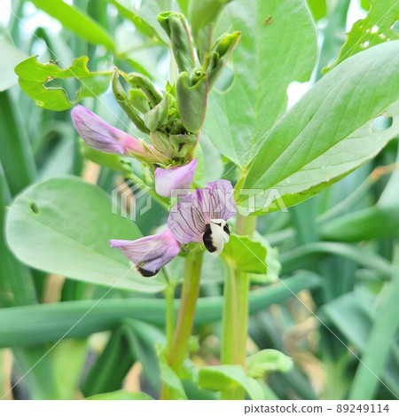 蠶豆開花 89249114