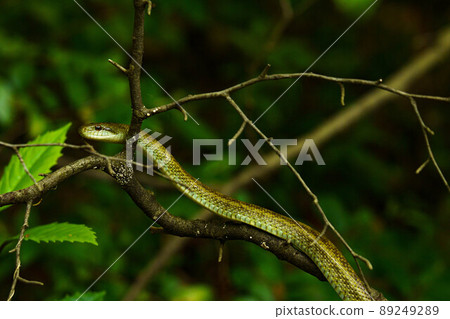 A slow-moving rat snake A slow-moving rat snake 89249289