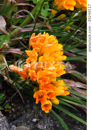 小蒼蘭 05 89249517