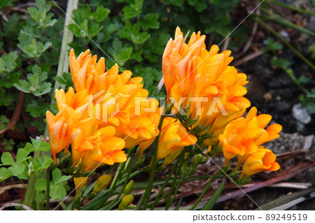 小蒼蘭 06 89249519