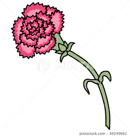 Pink carnation - Stock Illustration [89249662] - PIXTA