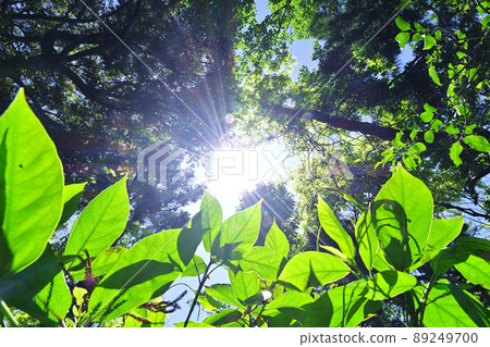 Fresh green season Fresh green season 89249700
