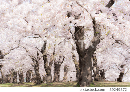 Hakodate Goryokaku Park Sakura 89249872