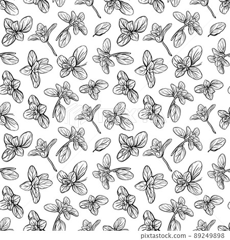 Basil Pattern. Italian herbs.vector illustration Basil Pattern. Italian herbs.vector illustration 89249898