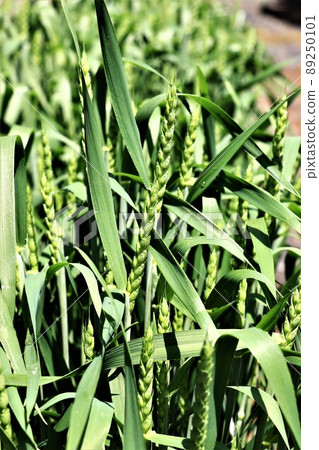 Wheat Wheat 89250101