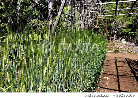 兩排大麥 兩排大麥 89250109