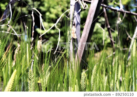 兩排大麥 89250110