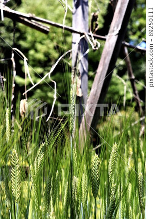 兩排大麥 兩排大麥 89250111