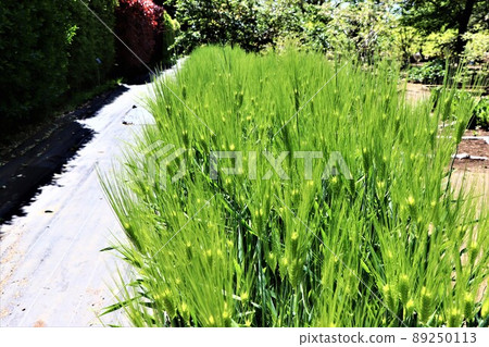 Row barley barley 89250113