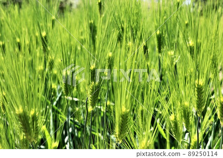 Row barley barley 89250114