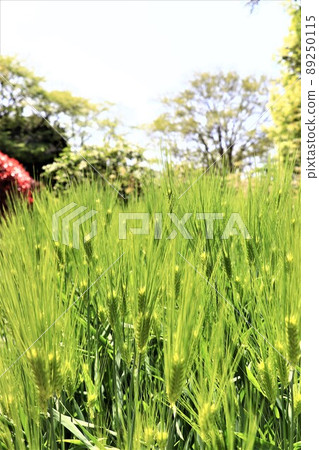 行大麥大麥 89250115