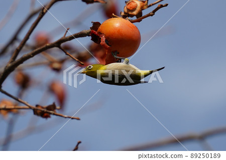 White-eye hanging from the fruit of a persimmon White-eye hanging from the fruit of a persimmon 89250189