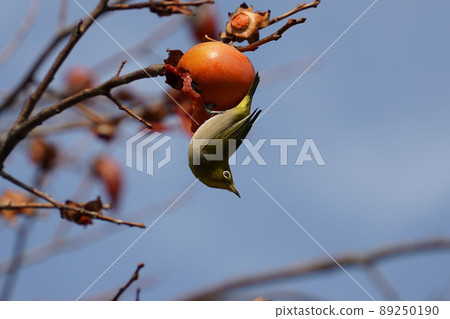 White-eye hanging from the fruit of a persimmon White-eye hanging from the fruit of a persimmon 89250190