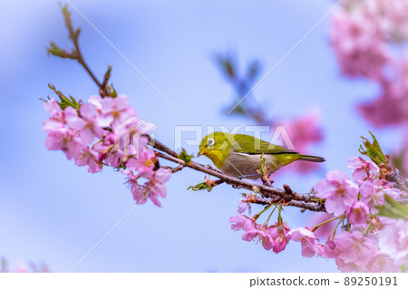Early spring cherry blossoms and cute white-eye wild birds Early spring cherry blossoms and cute white-eye wild birds 89250191