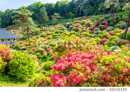 杜鵑花園和Gomadou 89250195