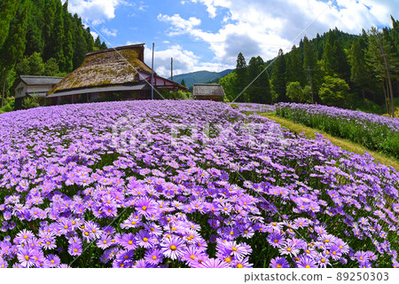 京都市左京區北山友禪菊 京都市左京區北山友禪菊 89250303