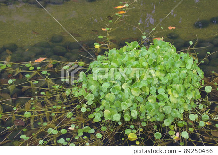 Fan fan Fan fan 89250436