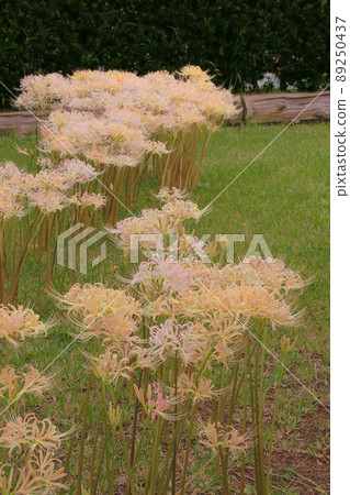 群集孤挺花 群集孤挺花 89250437